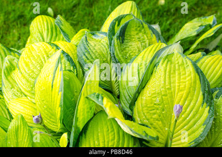 Droplets of water after rain on leaves. Studio Photo Stock Photo