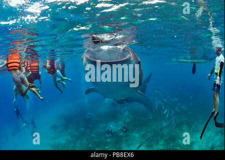 Whale shark (Rhincodon typus) gather around small fishing boats in the morning as local fishermen feed them shrimp, watched by tourists, Oslob, Sulu Sea, Philippines Stock Photo