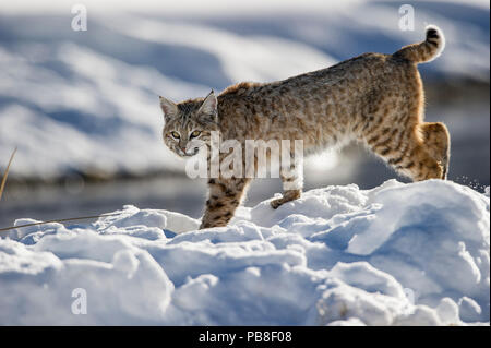 North American Bobcat (Lynx rufus) stalking along Madison River. Yellowstone National Park, Wyoming, USA. January Stock Photo