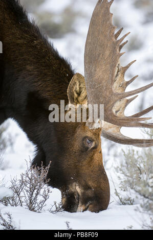 Moose (Alces alces) bull grazing in snow. Near Jackson Hole, Grand Teton National Park, Wyoming, USA. Stock Photo