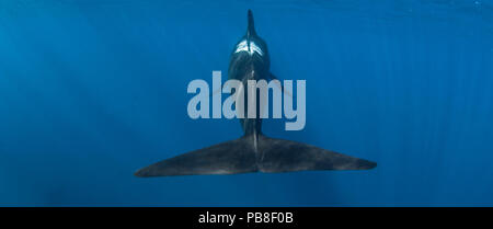 Short-finned pilot whale (Globicephala macrorhynchus) rear view showing fluke, Cape Point, South Africa, March. Stock Photo