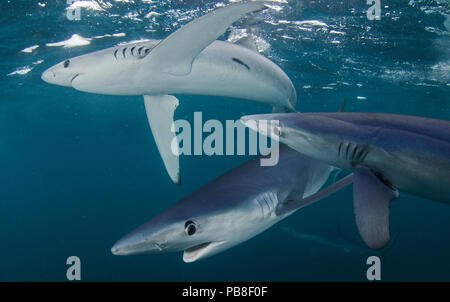 Blue shark (Prionace glauca) group of three, Cape Point, South Africa, February. Stock Photo