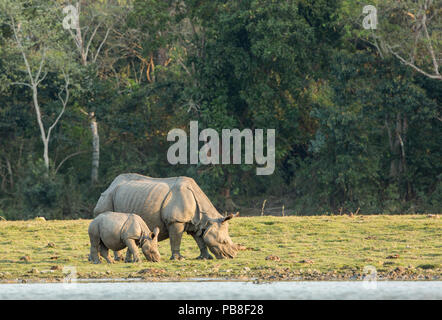 Indian rhinoceros (Rhinoceros unicornis), mother and calf grazing along lakeside. Kaziranga National Park, India. Stock Photo
