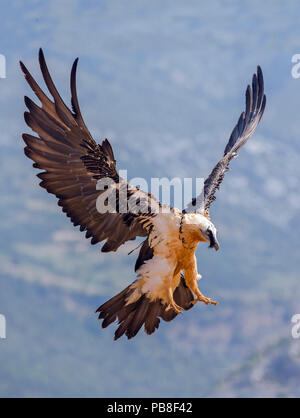 Lammergeier (Gypaetus barbatus)) coming in to land, Spain, July Stock Photo