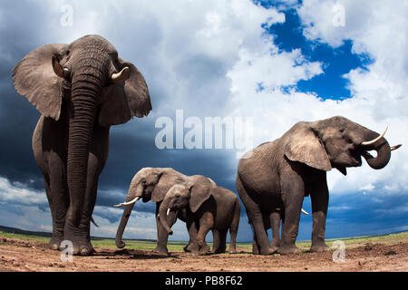 African elephants (Loxodonta africana) feeding on loose soil for its minerals, Maasai Mara National Reserve, Kenya. Taken with remote wide angle camera. Stock Photo