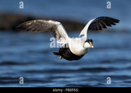 Common eider (Somateria mollissima) male flying over sea, down is collected from wild ducks on Lanan Island, Vega Archipelago, Norway June Stock Photo