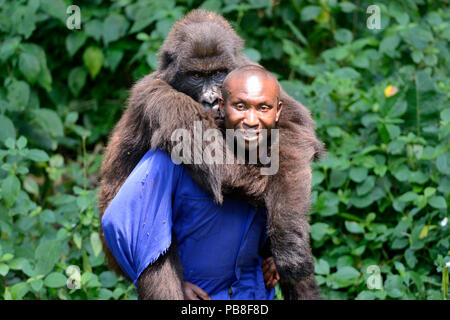 Andre Bauma, keeper carrying a female juvenile Mountain gorilla (Gorilla beringei beringei) Senkwekwe orphanage center, Rumangabo. Virunga National Park, Democratic Republic of Congo, Africa Stock Photo