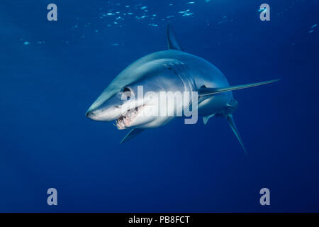 Shortfin mako shark (Isurus oxyrinchus) profile portrait, off the West Coast of Auckland, New Zealand, February Stock Photo
