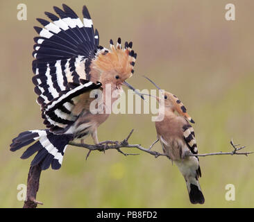 Hoopoe (Upupa epops) male giving mating gift to female, Hungary May Stock Photo