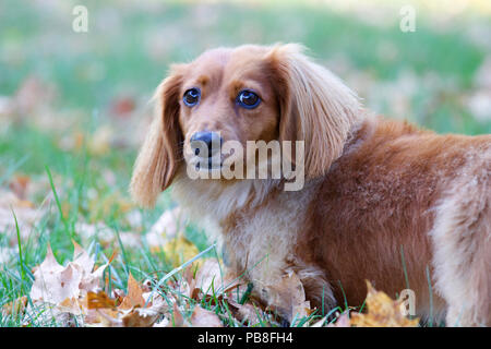 A long-haired dachshund in fall standing outside on a lawn