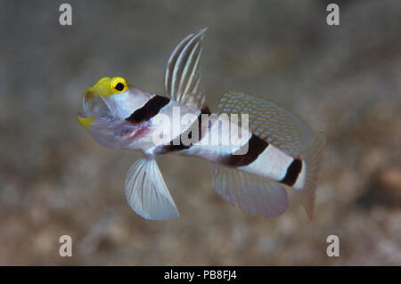 Yellownose shrimp goby (Stonogobiops xanthorhinica) with mouth open and fins flared, Quayle's Reef, Papua New Guinea Stock Photo