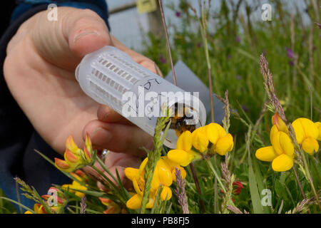 Short-haired bumblebee queen (Bombus subterraneus) collected in Sweden being released onto Birdsfoot trefoil flowers (Lotus corniculatus) during a UK reintroduction project run by the Bumblebee Conservation Trust / RSPB / Hymettus, RSPB Dungeness Nature Reserve, Kent, UK, May. Model released. Stock Photo