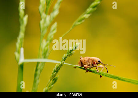 Hazelnut weevil (Curculio nucum) on a grass, La Brenne Regional Natural Park, France, May. Stock Photo