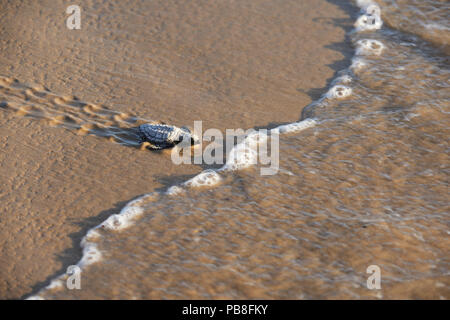 Kemp's ridley sea turtle (Lepidochelys kempii), baby turtle walking towards sea, South Padre Island, South Texas, USA. July Stock Photo