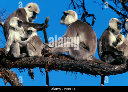 Central Himalayan langur (Semnopithecus schistaceus) adults and babies resting in a tree, Nepal. Stock Photo