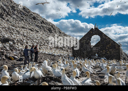 Seabird researchers and Northern gannets (Morus bassanus) colony next to derelict building, Bass Rock, Scotland, UK. August Stock Photo