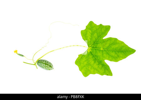 Melothria scabra, mouse melon sweet delicious vegetable, mexican fruit, plant leaves. Studio Photo Stock Photo