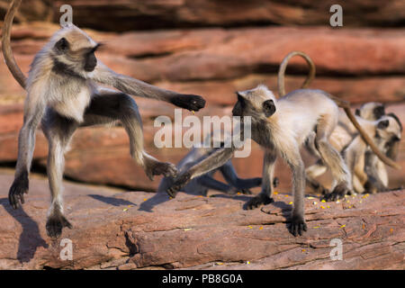 Southern plains grey langur / Hanuman langur (Semnopithecus dussumieri) juveniles playing . Jodhpur, Rajasthan, India. March. Stock Photo