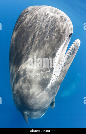 Sperm whale (Physeter macrocephalus) adult female swimming upwards to surface with other behind. Indian Ocean, March. Stock Photo