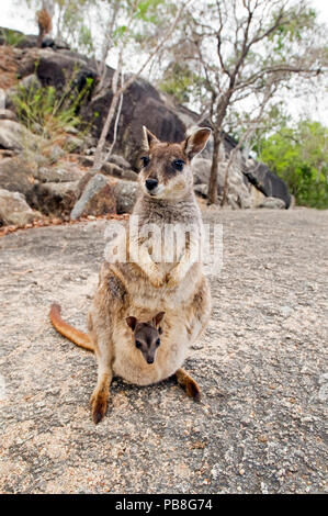 Mareeba Rock Wallaby (Petrogale mareeba) female with pouch young, north-eastern Queensland, Australia. October. Stock Photo