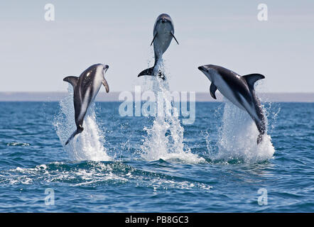 Dusky dolphins (Lagenorhynchus obscurus) porpoising, Puerto Madryn, Peninsula Valdez, Argentina, December. Stock Photo