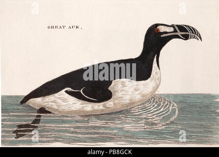 Illustration of Great auk (Pinguinus impennis) swimming, from Welsh naturalist Thomas Pennant's book 'British Zoology' 1776 .This species, now extinct was last sighted in 1852 on the Grand Banks of Newfoundland. Stock Photo