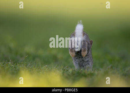 Rabbit (Oryctolagus cuniculus) juvenile running away, Burgundy, France. Stock Photo