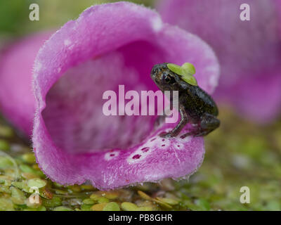 Common toad (Bufo bufo) juvenile shortly after leaving its previous aquatic habitat, on foxglove flower, Sussex, UK Stock Photo