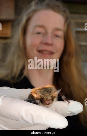 Samantha Pickering holding a rescued Natterer's bat (Myotis nattereri) in her hand in a flight cage to test its recovery and ability to fly before releasing it back to the wild, North Devon Bat Care, Barnstaple, Devon, UK, June 2016. Model released Stock Photo