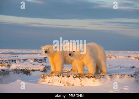 Two young Polar bears (Ursus maritimus) on newly formed pack ice, near Kaktovik, Barter Island, North Slope, Alaska, USA, October. Vulnerable species. Stock Photo