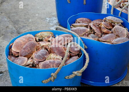 Newquay, Cornwall, UK. 27th July, 2018. Crab fishermen and tourists interact at Newquay Harbour.  As well as tourism, the harbour is an active commercial fishing centre which supplies crabs and fish to local restaurants. Credit: Nicholas Burningham/Alamy Live News Stock Photo