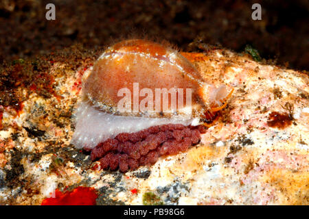 Live Cowry, or Cowrie Shell, Palmadusta contaminata with eggs. Previously Cypraea contaminata. Tulamben, Bali, Indonesia. Bali Sea, Indian Ocean Stock Photo