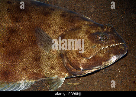 Flatfish Indian Halibut ( Psettodes Erumei Stock Photo - Alamy