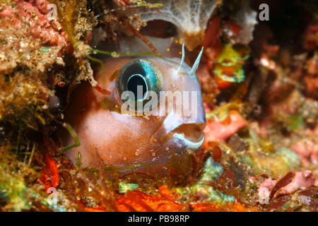 Midas Blenny, Golden Blenny or Lyretail Blenny, Ecsenius midas, peering out of its home in a hole in the reef. Tulamben, Bali, Indonesia. Stock Photo
