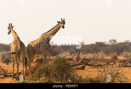 two or a pair of Giraffes at the waterhole or watering hole in Erindi game reserve in Namibia, Africa Stock Photo