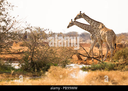 two or a pair of Giraffes at the waterhole or watering hole in Erindi game reserve in Namibia, Africa Stock Photo