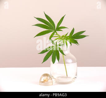 Glass vase with cannabis leaves isolated over light colored blackground - Marijuana concept Stock Photo