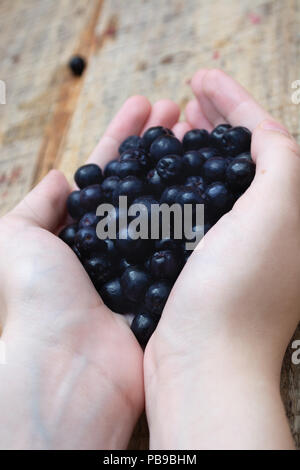 Handsl full with frozen aronia berries on wooden rustic table with glass of chokeberry juice Stock Photo