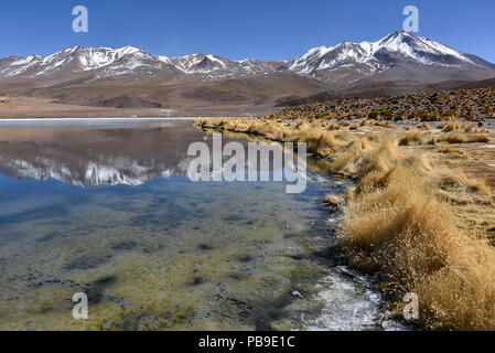 Laguna Cañapa, Upper Andes, Altiplano, Potosi, Uyuni, Bolivia, South America Stock Photo