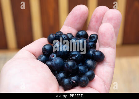Handsl full with frozen aronia berries on wooden rustic table with glass of chokeberry juice Stock Photo