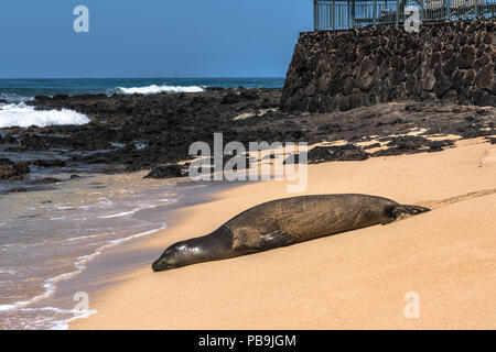 Hawaiian Monk Seal resting on the sand at Poipu Beach, Kauai, Hawaii Stock Photo