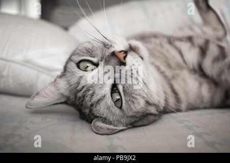 Portrait of gray tabby cat lying on bed in cold colors Stock Photo