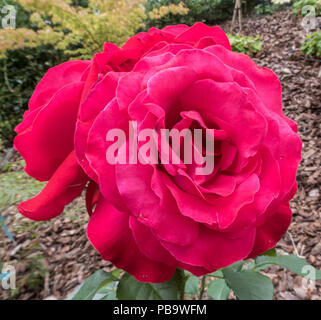 Alec's Red rose, a red hybrid tea rose variety. Stock Photo