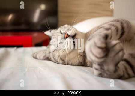 Close-up cute sleeping gray cat lying on pillow Stock Photo