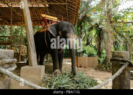 Domesticated and tied grey elephant standing with saddle. Stock Photo