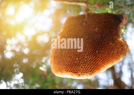 Big Honeycomb or Bee Hive hang on tree nature insect home Stock Photo