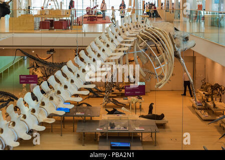 Muse - Science Museum - Trento in northern Italy - interior spaces of the famous interactive museum of natural sciences of Trento designed Renzo Piano Stock Photo