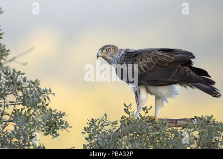 Bonelli's eagle (Aquila fasciata), perched in a corc oak, Extremadura, Spain                |   Habichtsadler  (Aquila fasciata), in einer Korkeiche,  Stock Photo