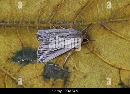 L-album Wainscot (Mythimna l-album) adult at rest on leaf  Eccles-on-Sea, Norfolk           September Stock Photo