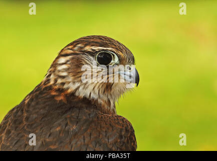 Merlin (Falco columbarius aesalon) close up of head of first winter male  Eccles-on-Sea, Norfolk              September Stock Photo